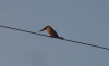 DSC03968