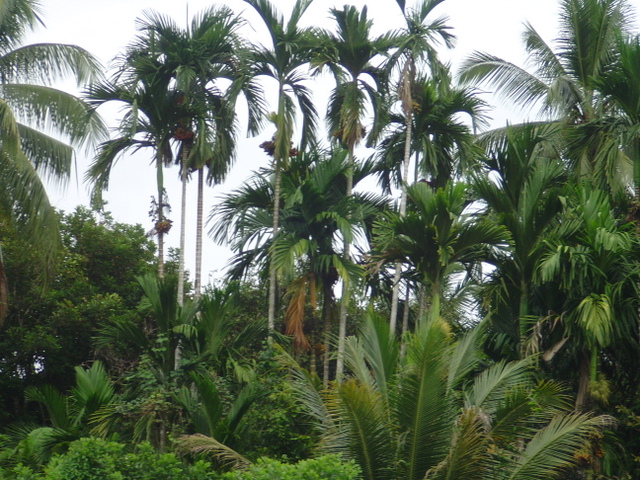 DSC04509