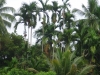 DSC04509